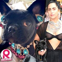 //lady gaga french bulldog asia clip on earrings peta sq