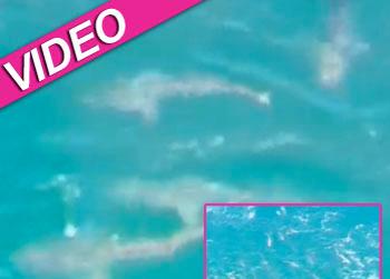 //shark feeding frenzy australia