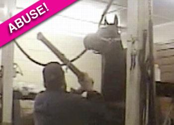 //horse_animal_abuse