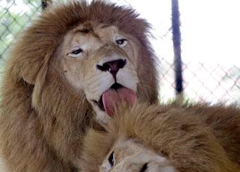 //caninelionsapimages