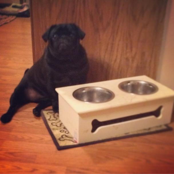 //chelsea houska_pug_