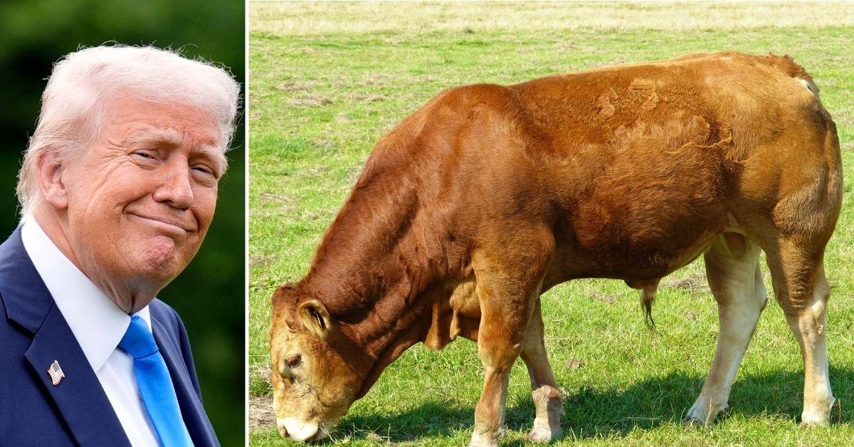 Photo of Donald Trump, Cow