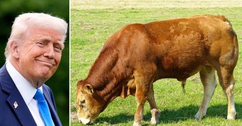 Photo of Donald Trump, Cow