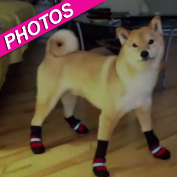 Dancing shiba hot sale inu