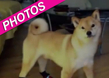 //dancing dog booties video