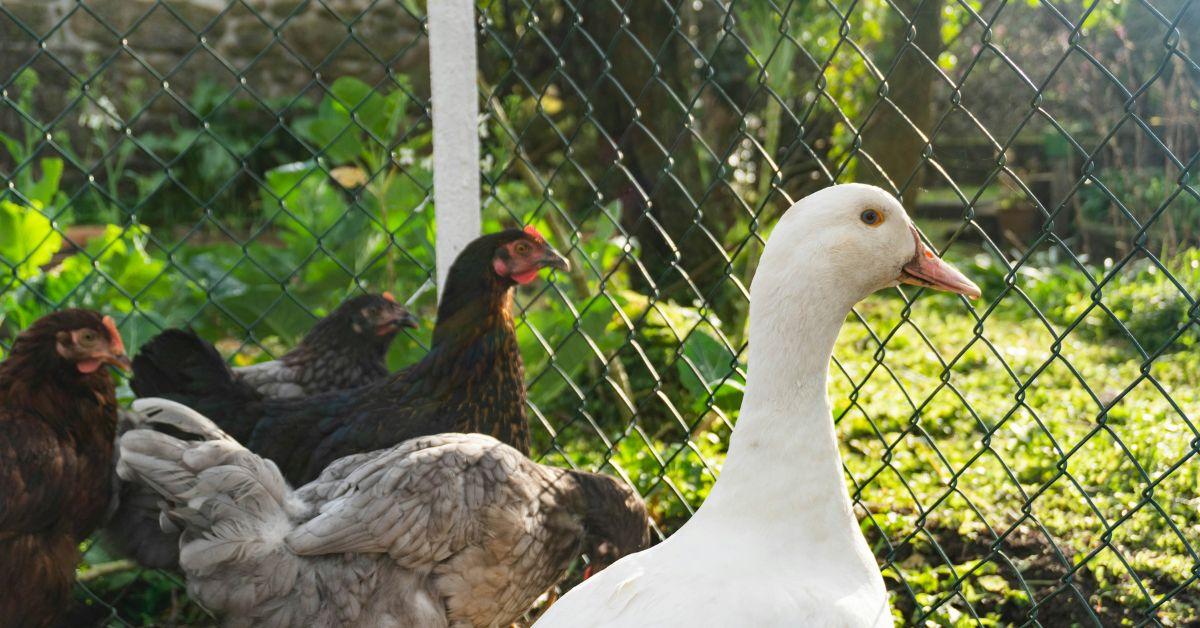 District Attorney Raymond A. Tierney described the Suffolk County rescue scene as 'deeply distressing.'