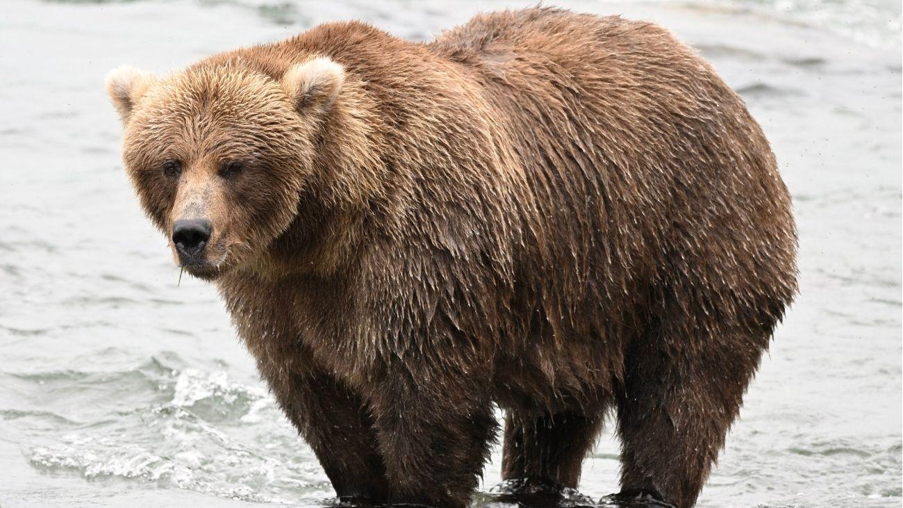 Picture of a Brown Bear