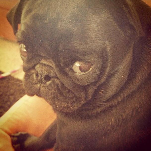 //chelsea houska_pug_