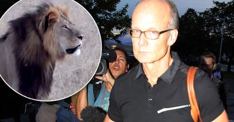 //dentist walter palmer cecil lion killer returns to work