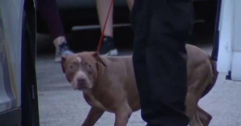 Toddler Killed Pack Pit Bulls
