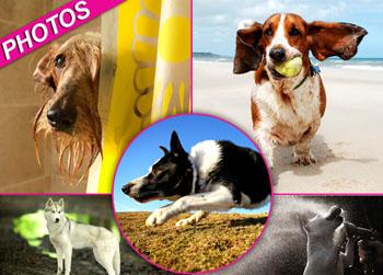 //pp_winningdogs_wenn