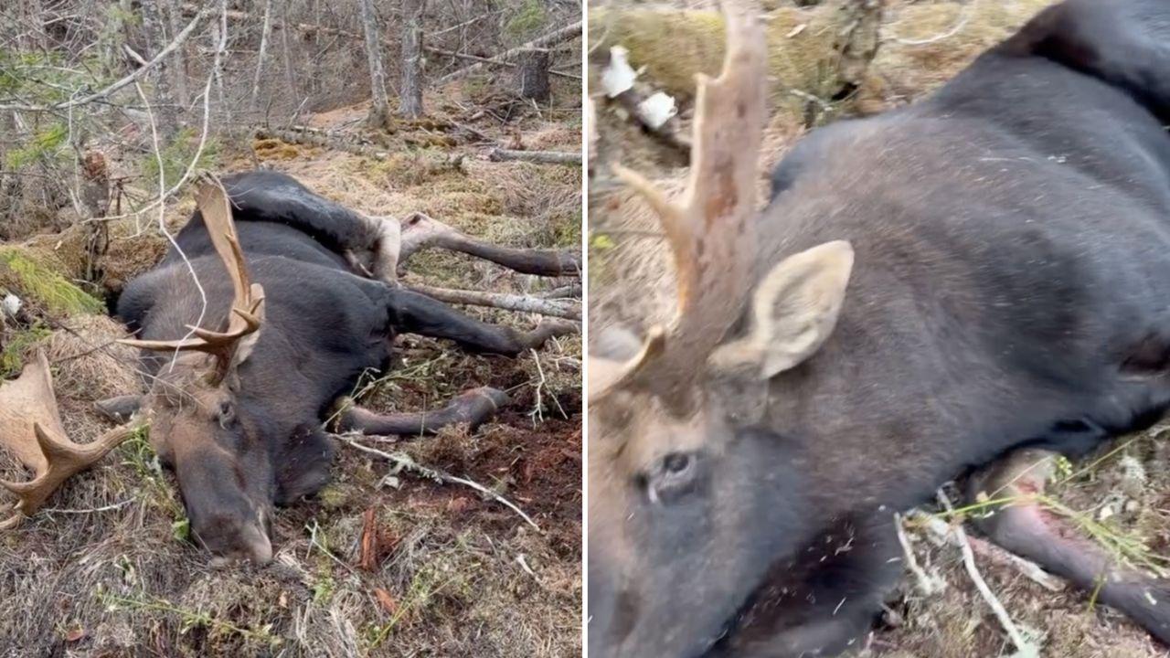'This is cruelty!' one person said in response to the disturbing photos and videos.