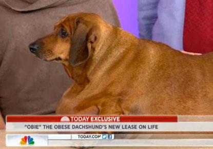 77 lb weiner dog hotsell