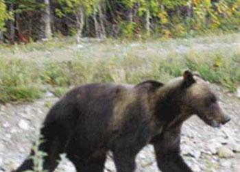 //pp_ legged bear post