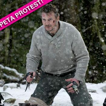 PETA Protests Liam Neeson And 'The Grey' After He Admits Eating Wolf ...