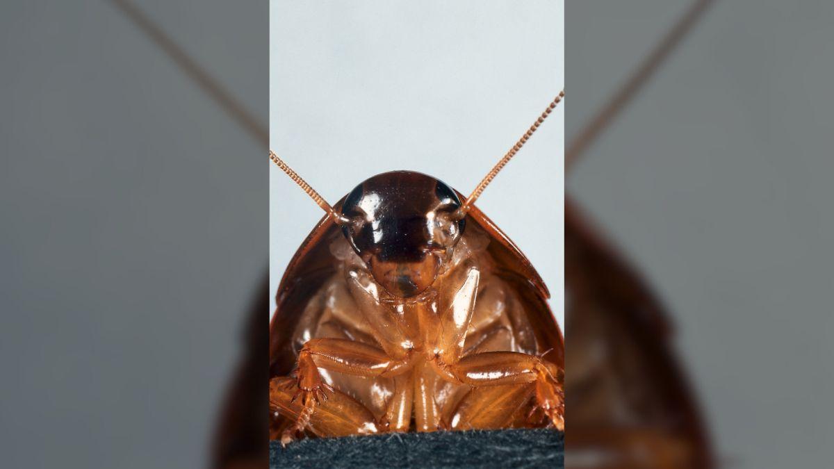 government turns cockroaches spies surveillance tech