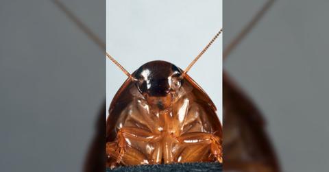 government turns cockroaches spies surveillance tech