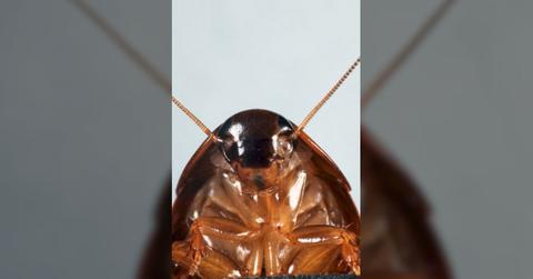 government turns cockroaches spies surveillance tech