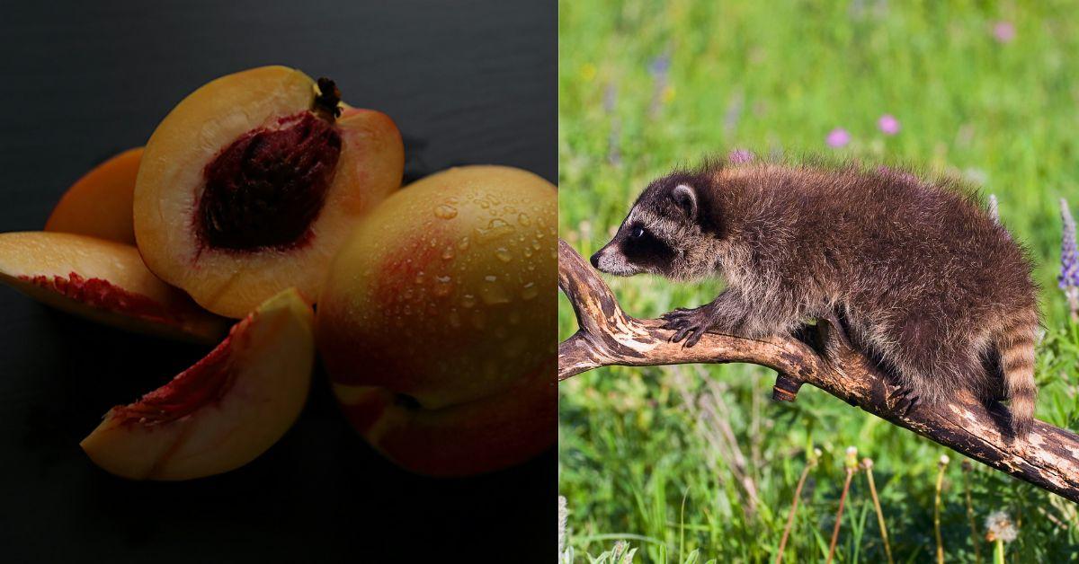 Dumpster Diving Baby Raccoon Saved By Nurse After CPR And Booze Peaches