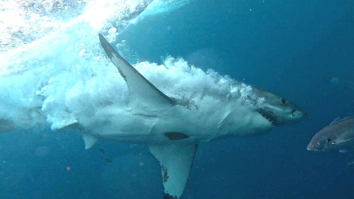 image of Witnesses recently helped rescue a woman after a shark attack at Sydney's Coogee Beach left her critically injured.