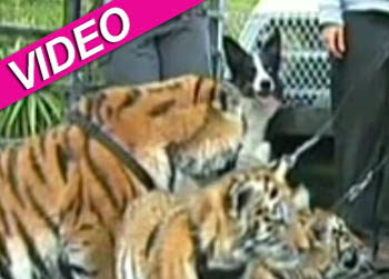 //collie herding tigers