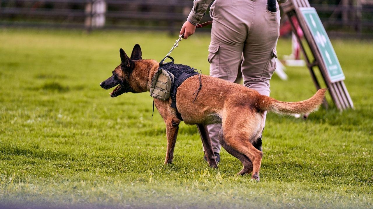 Photo of a sniff dog