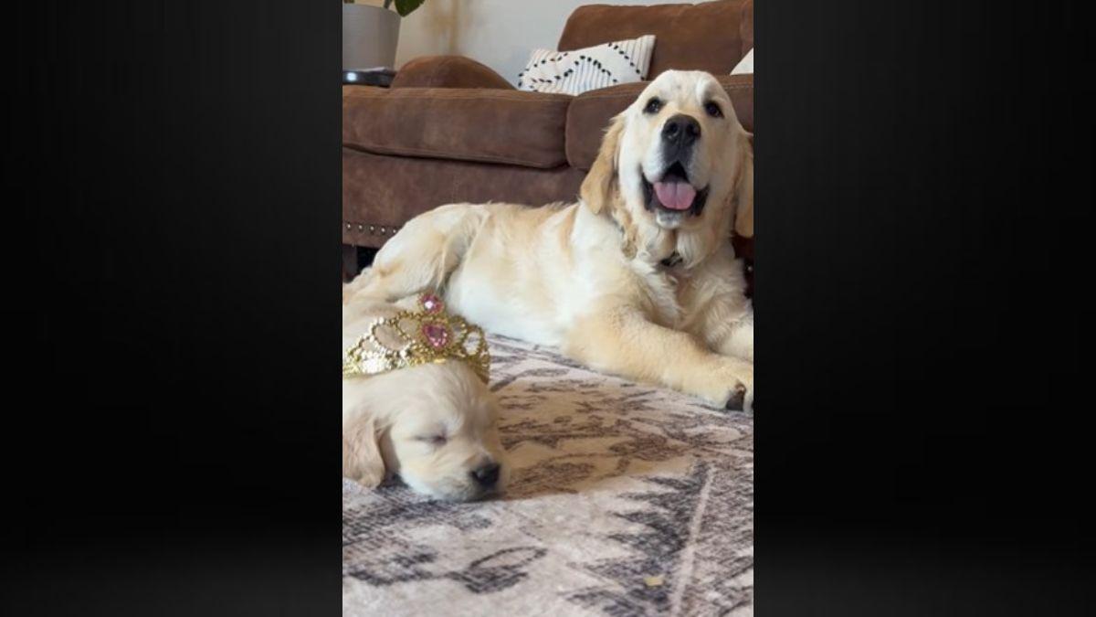 Anna Duggar started a business breeding English Cream Golden Retrievers.