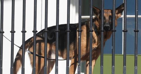 joe biden watched his dog attack secret service agents leaked document