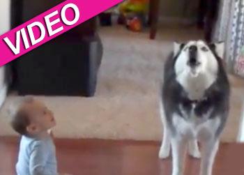 //dog imitating baby video