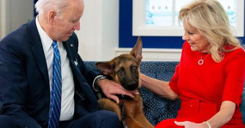 german shepherd commander