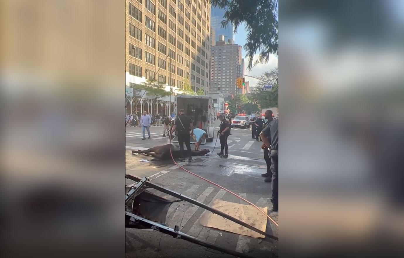 manhattan carriage horse collapses heat exhaustion