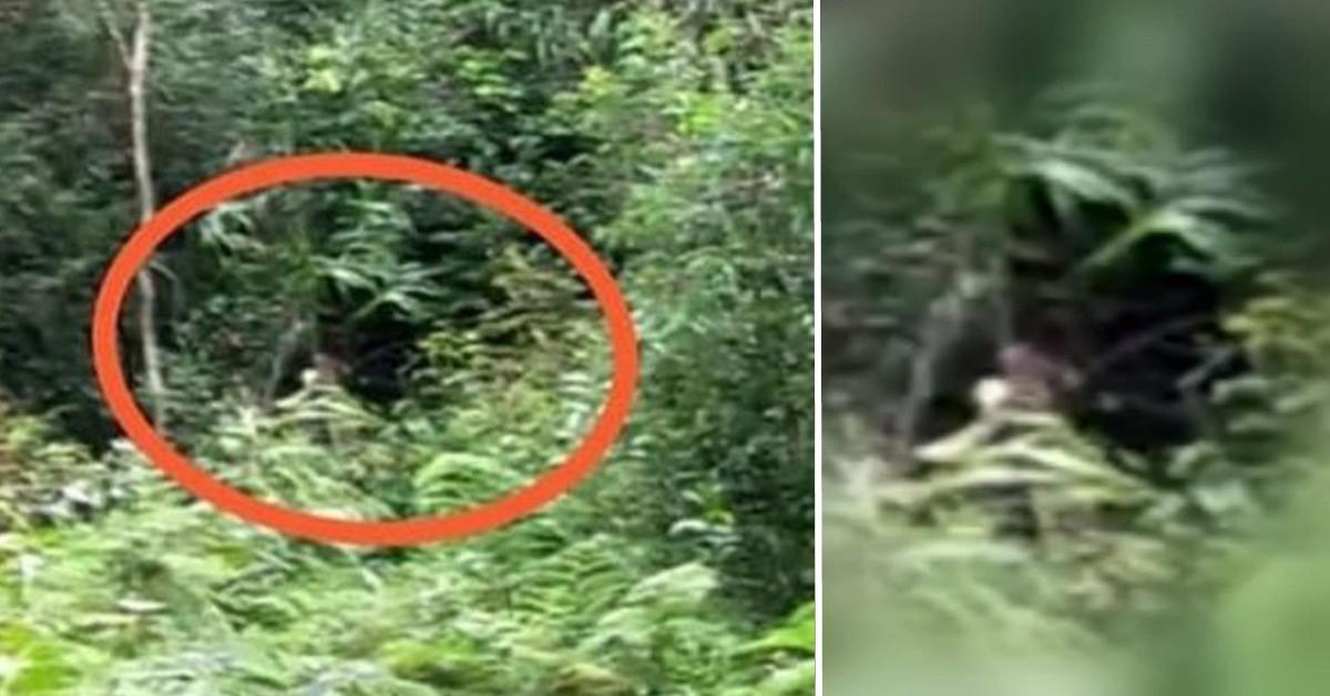 Bigfoot Claim Exposed As Hoax - CBS News