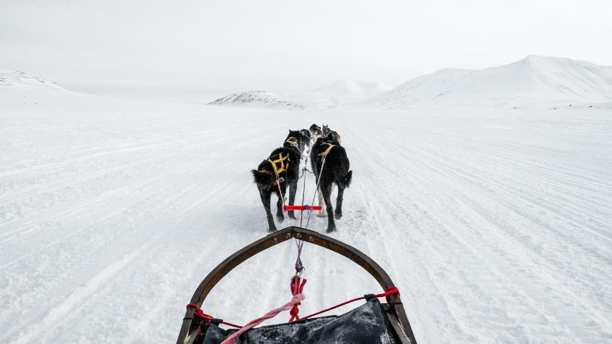 Photo of The Sirius Dog Sled Patrol