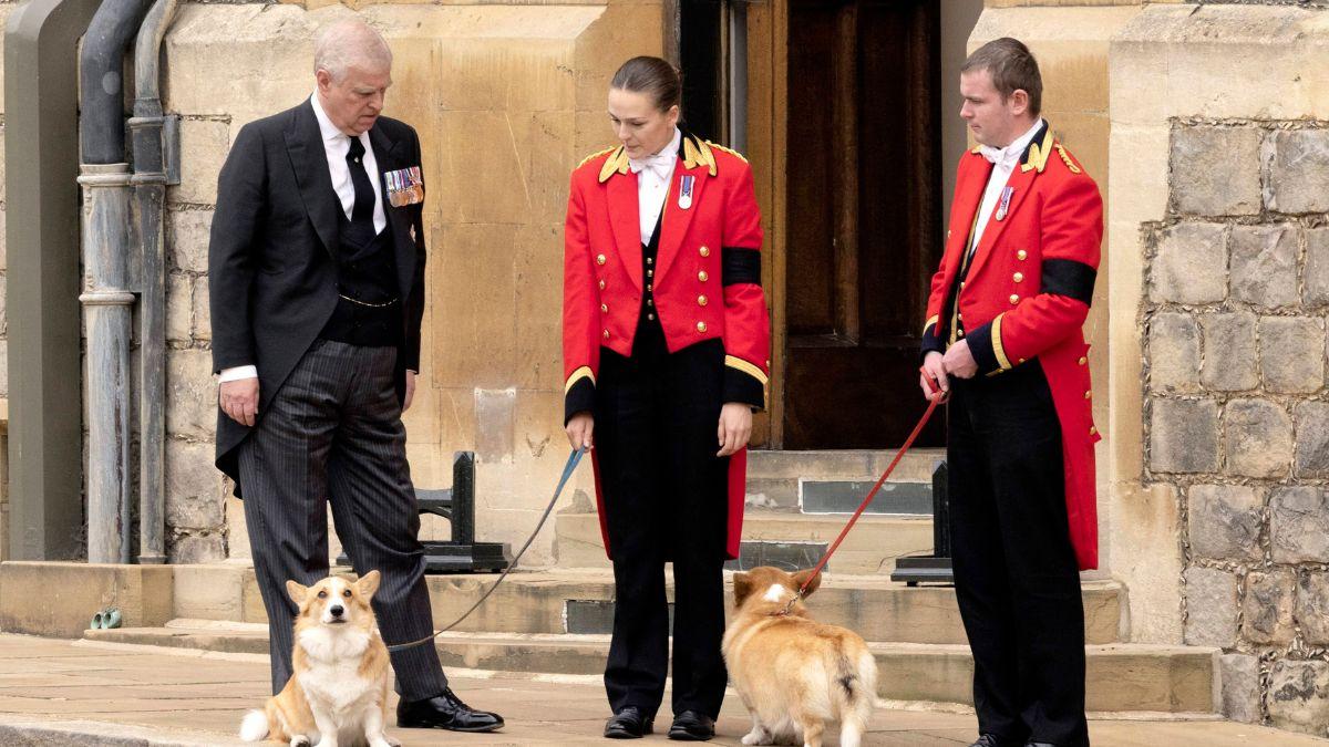 Photo of Andrew Mountbatten-Windsor and dogs