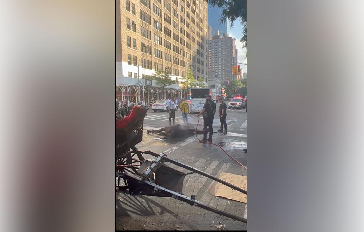 manhattan carriage horse collapses heat exhaustion