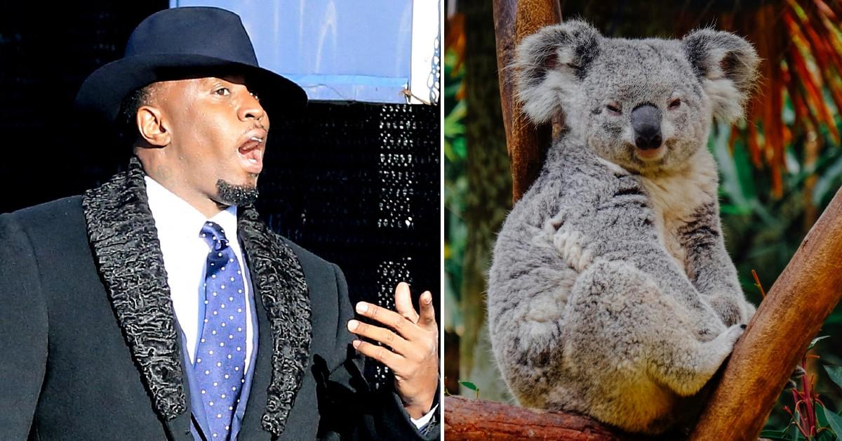 split photo of Sean Combs and a koala