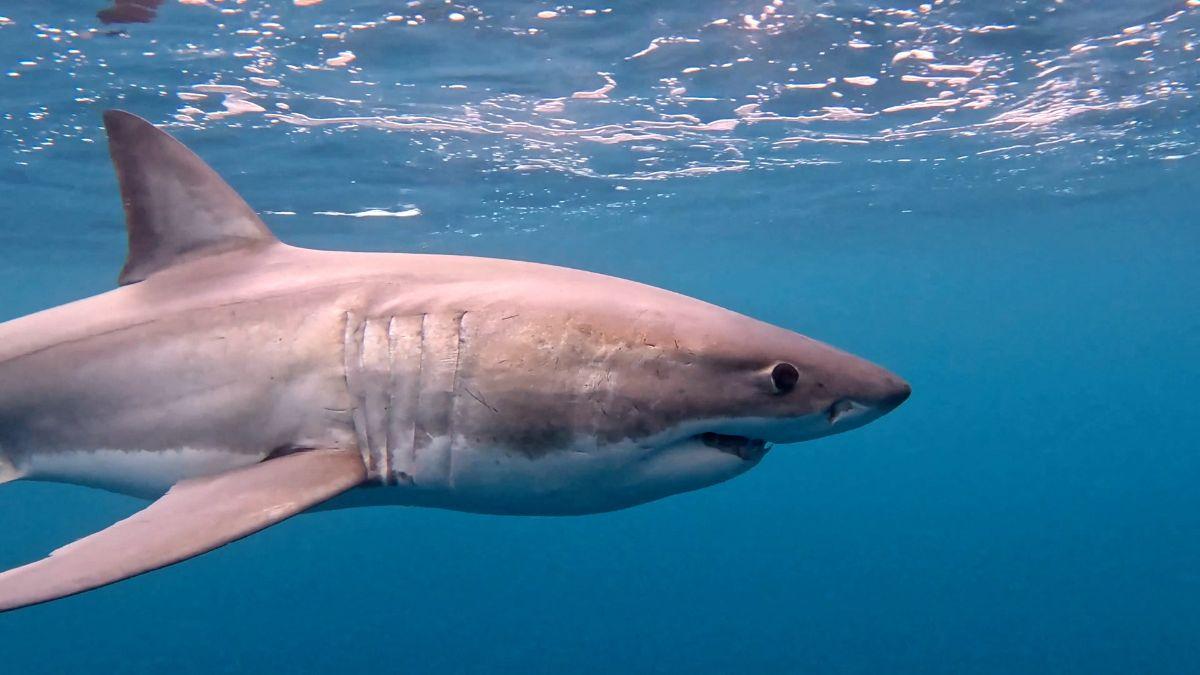 image of Despite the attack, Santiñaque said sharks are not 'villains or monsters' and remain vital to the marine ecosystem.