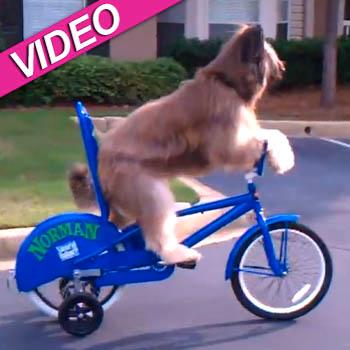 Bikini-Wearing Coco Goes For A Spin On Her Bike With Her Dog