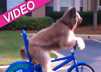 //norman dog bike youtube