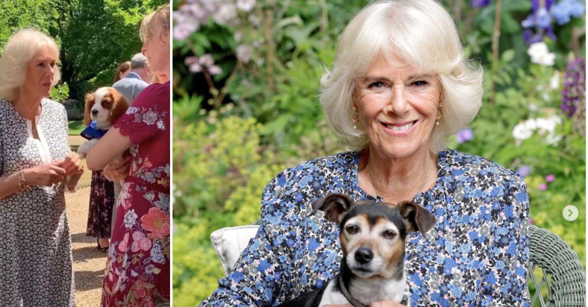 king charles set to getcamilla new dog for christmas