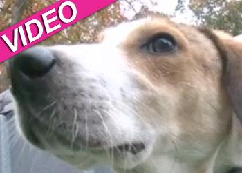 //daniel beagle survived gas chamber