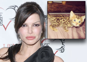 //carla pellegrino cat poisoned wenn twitter