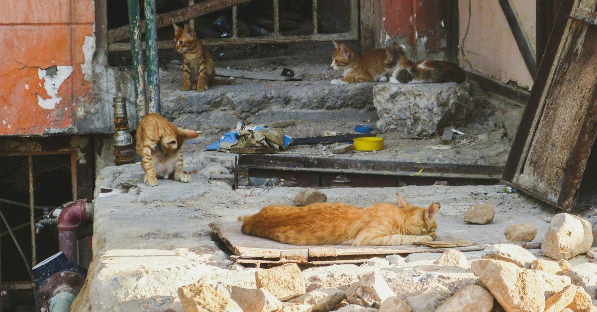 Suffolk County investigators discovered over 200 animals living in filthy, overcrowded conditions.