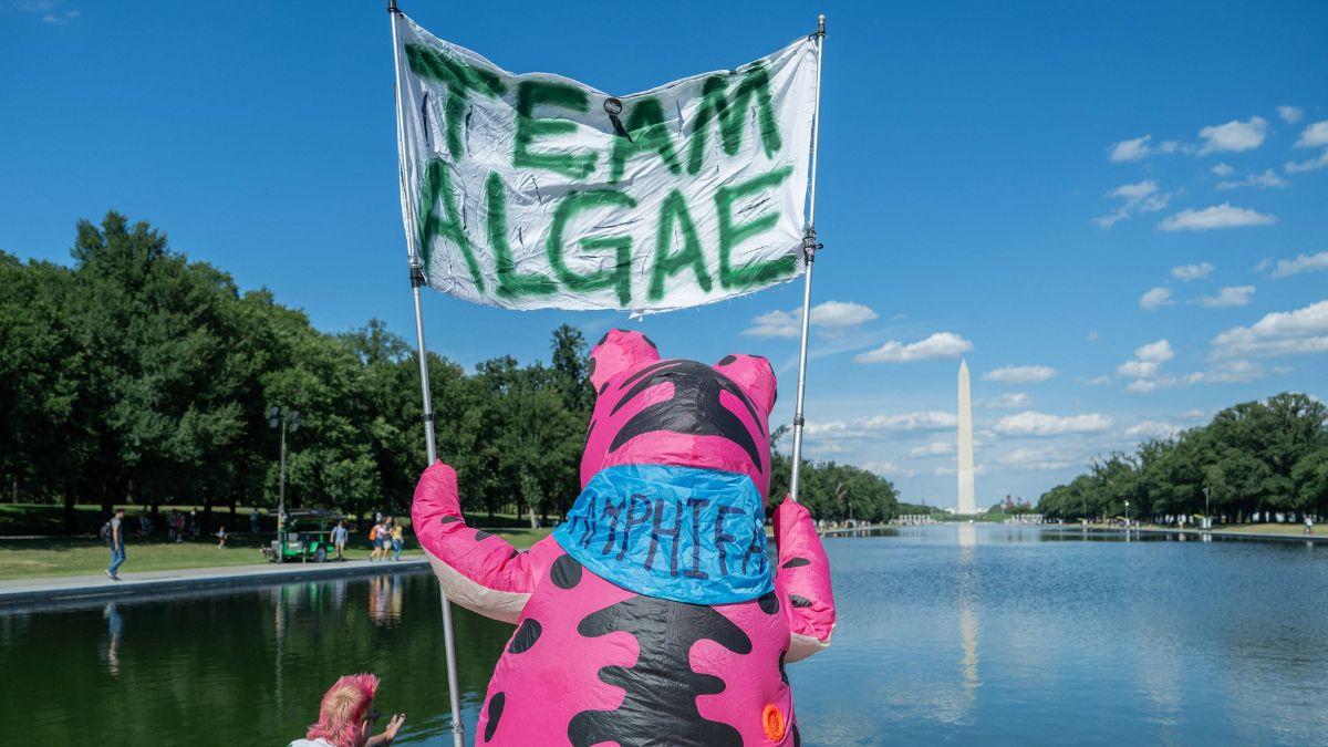 A photo of demonstrators at the Reflecting Pool