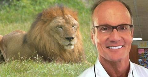 Dentist Who Killed Cecil The Lion I Am Not Hiding