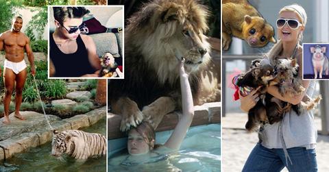 //bizarre celebrity pets wide rextwittergettypcn