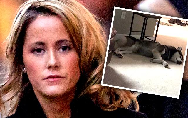 Jenelle Evans Loses Custody Dog