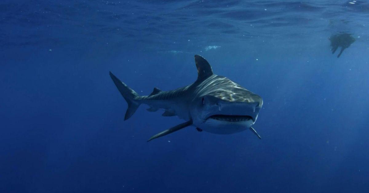 Man Mauled by Suspected 13-Foot Shark After Whale Carcass Discovery