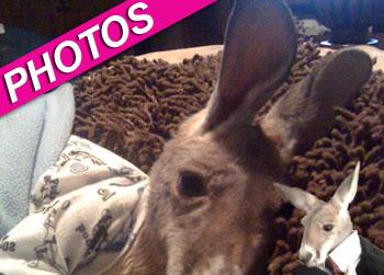 //irwin pet kangaroo dress splash