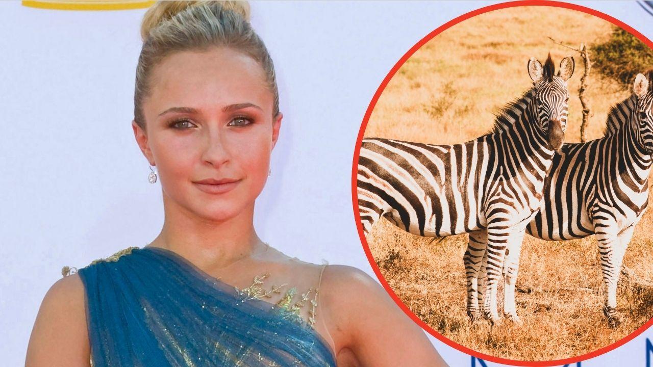 Photo of Hayden Panettiere and zebra